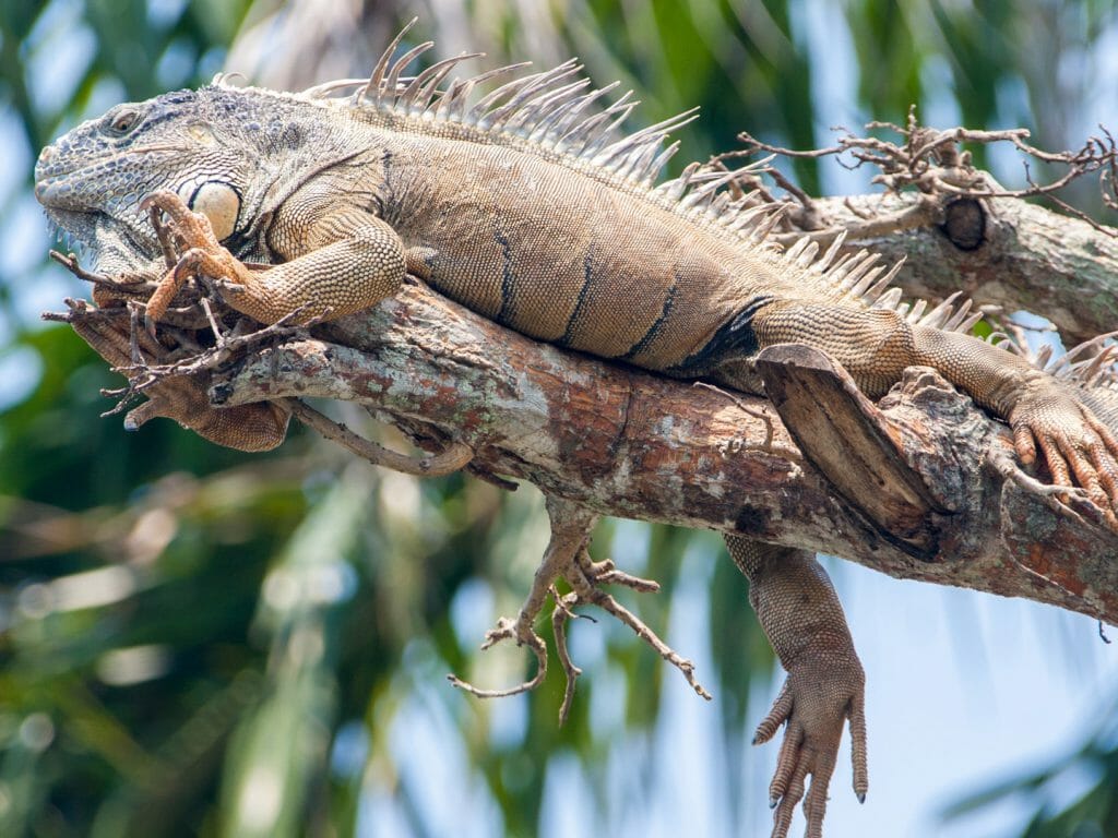 Iguana, Belize
