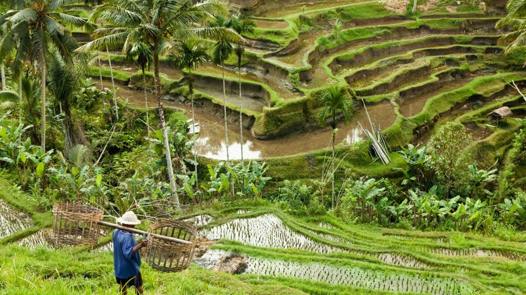 Indonesia, Bali paddy fields