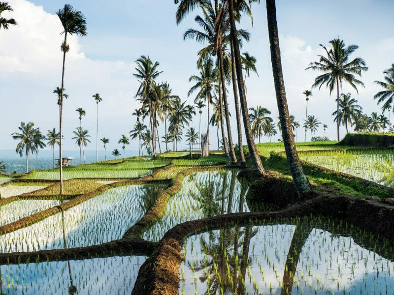 Indonesia, Bali rice paddy