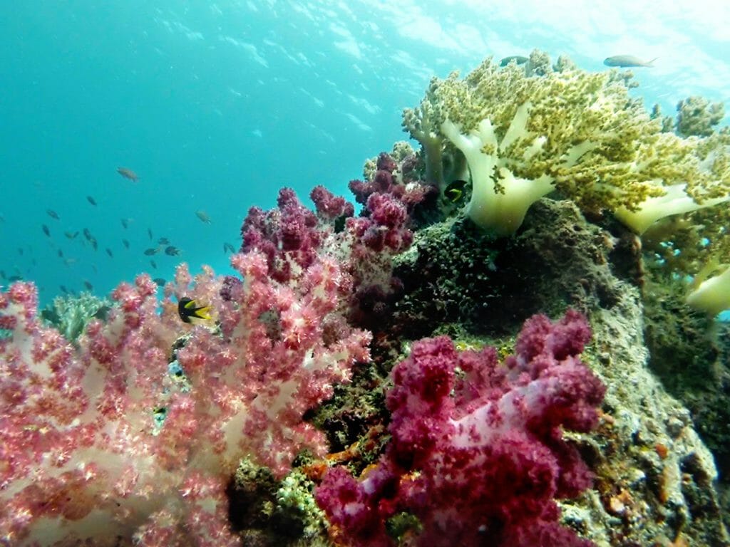 Indonesia, Flores & Komodo, Dunia Baru corals