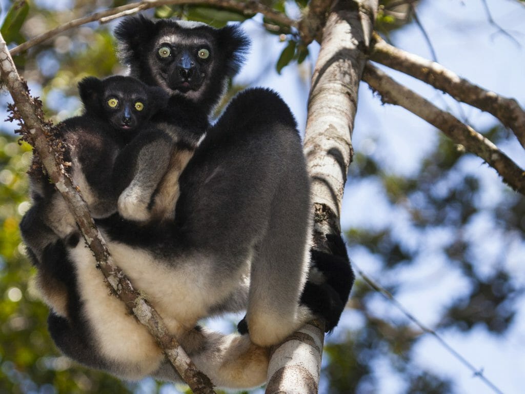 Indri with babyl lemur, Andasibe Mantadia, Madagascar