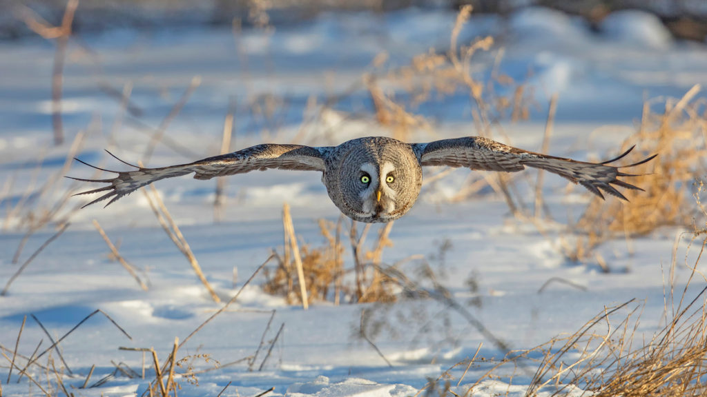 Inner Mongolia Great Gray Owl