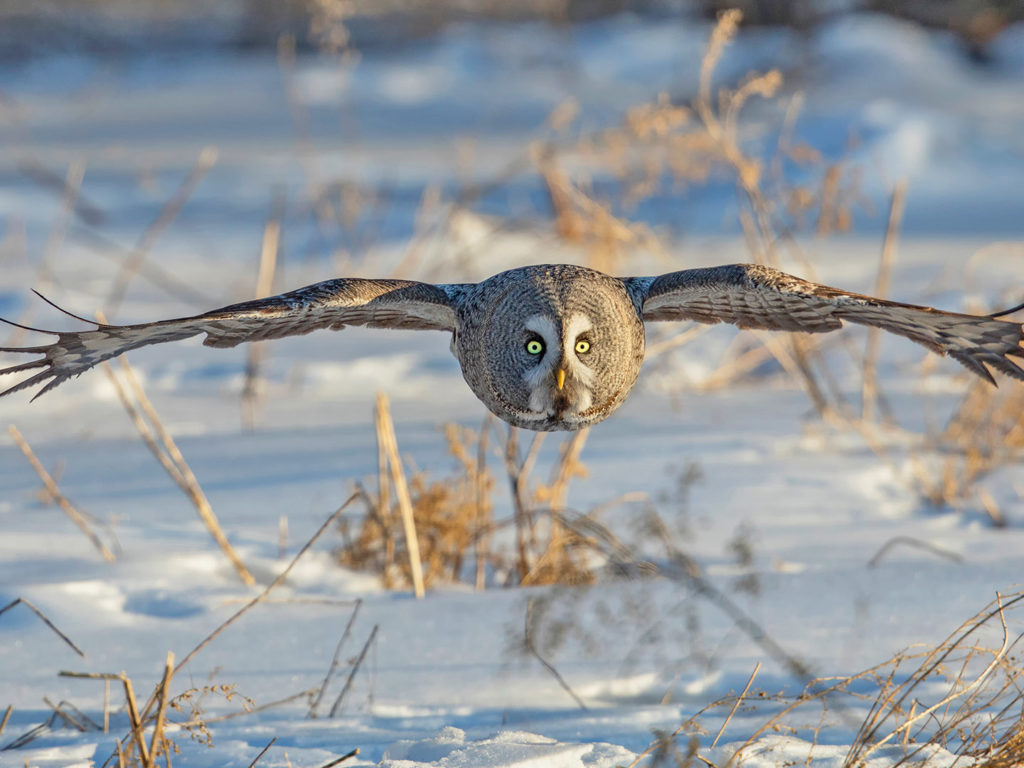 Inner Mongolia Great Gray Owl