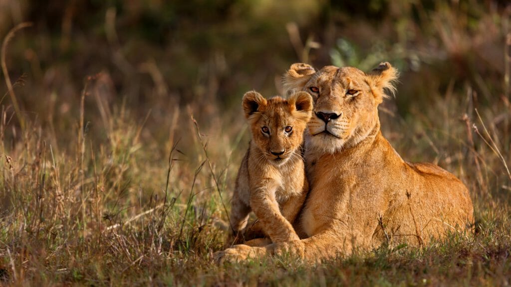 Lion mother of Notches Rongai Pride with cub, Masai Mara, Kenya