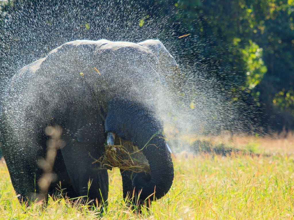 Isolated elephant in a mist of sprayed water, South Luangwa, Zambia
