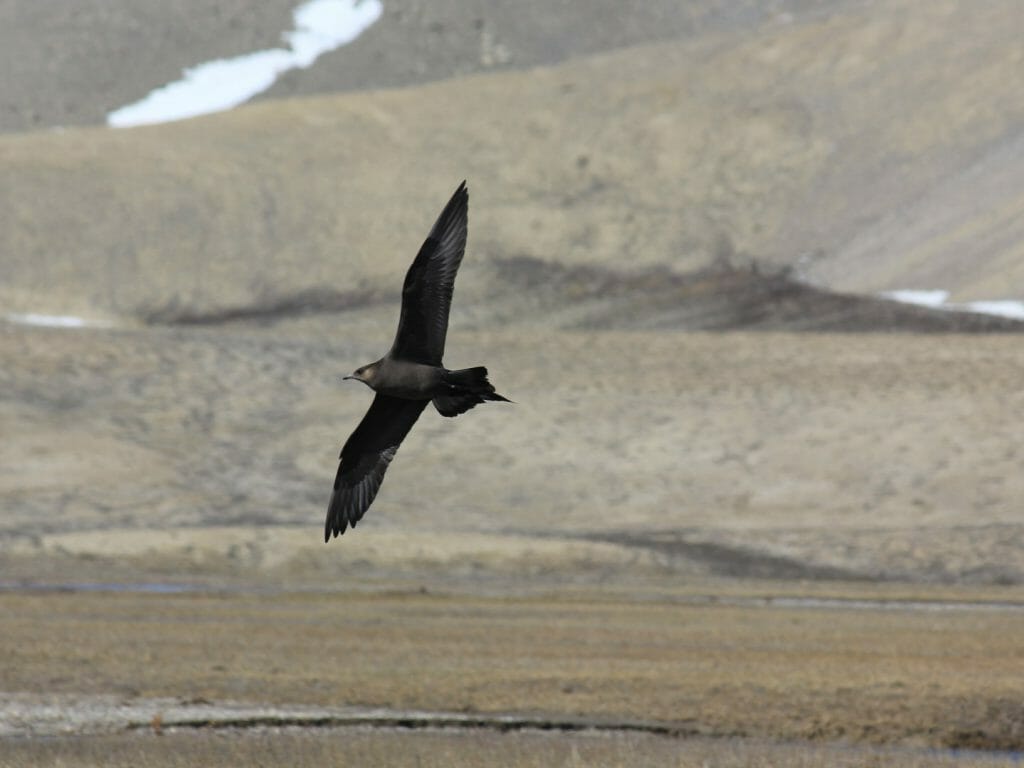 Jager in flight, Somerset Island, Canadian Arctic