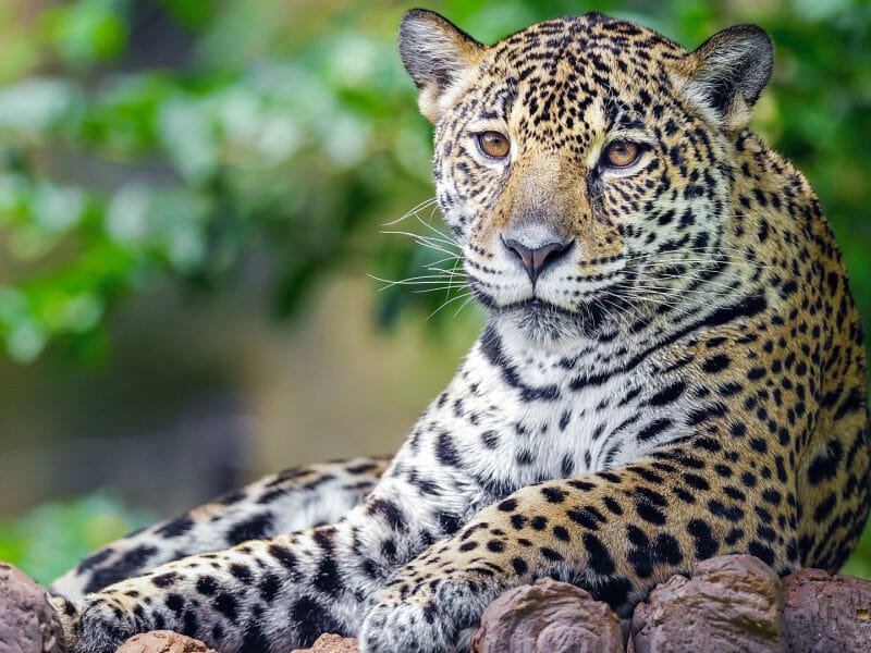 Jaguar