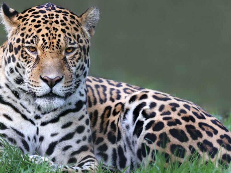 Jaguar, Guyana