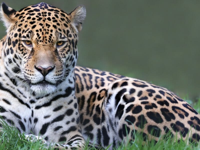 Jaguar, Guyana