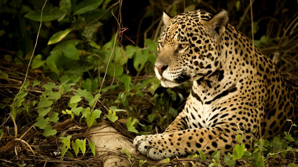 Jaguar lying by log in dense undergrowth,Brazil