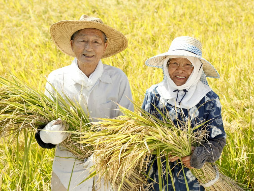 Man and woman japanese farmers wearing hats, carrying grass, stood in long grass.