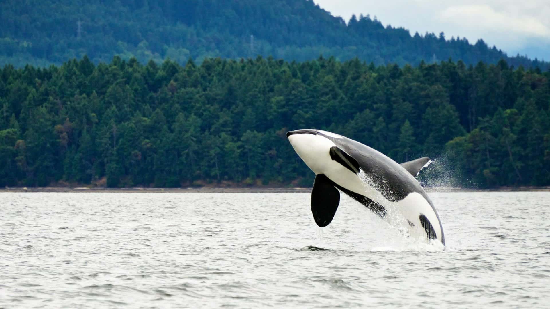 Kayaking with Orcas from Vancouver Island Steppes Travel