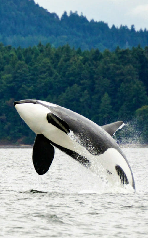 Jumping Orca, Canada