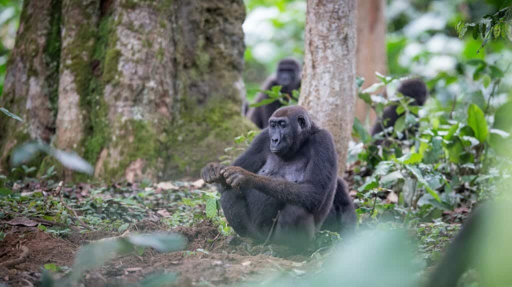 Odzala National Park, Republic of Congo