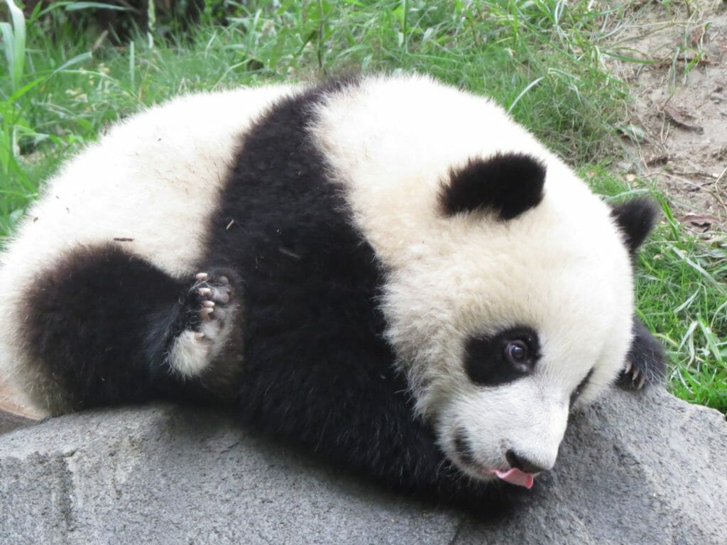 Close up of black and white young panda bear.