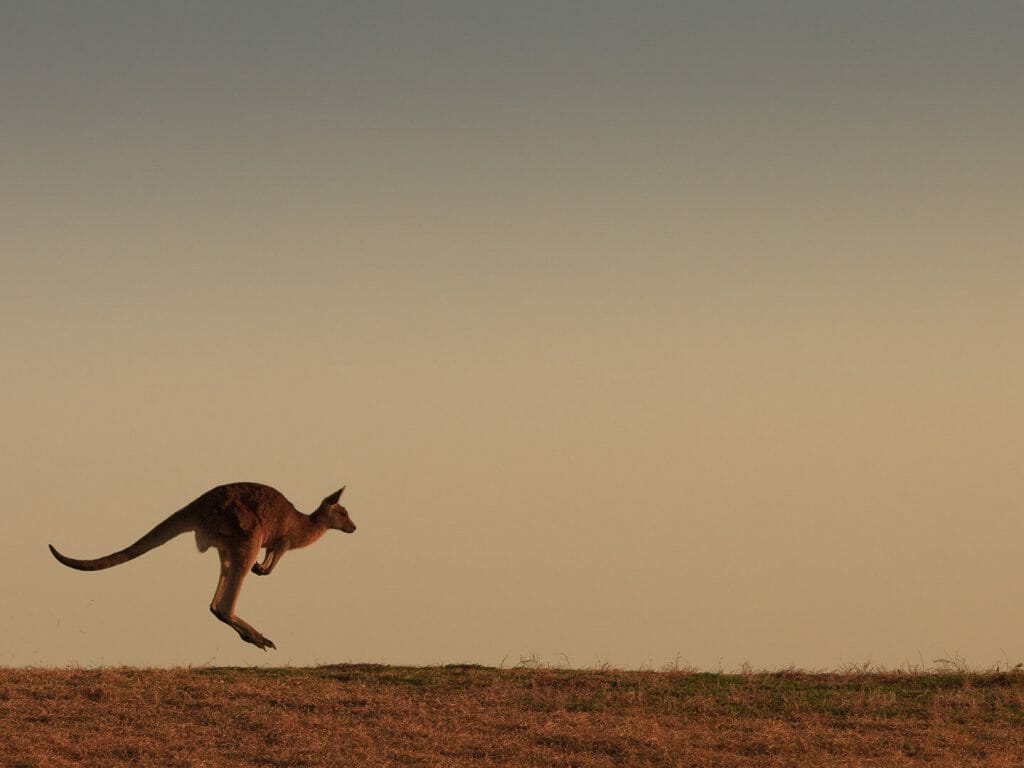 Eastern grey kangaroo, near Emerald beach, Australia