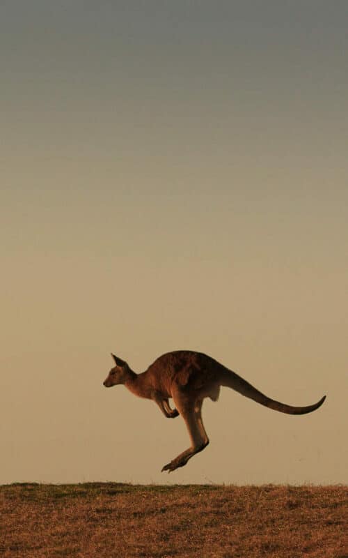 Eastern grey kangaroo, near Emerald beach, Australia