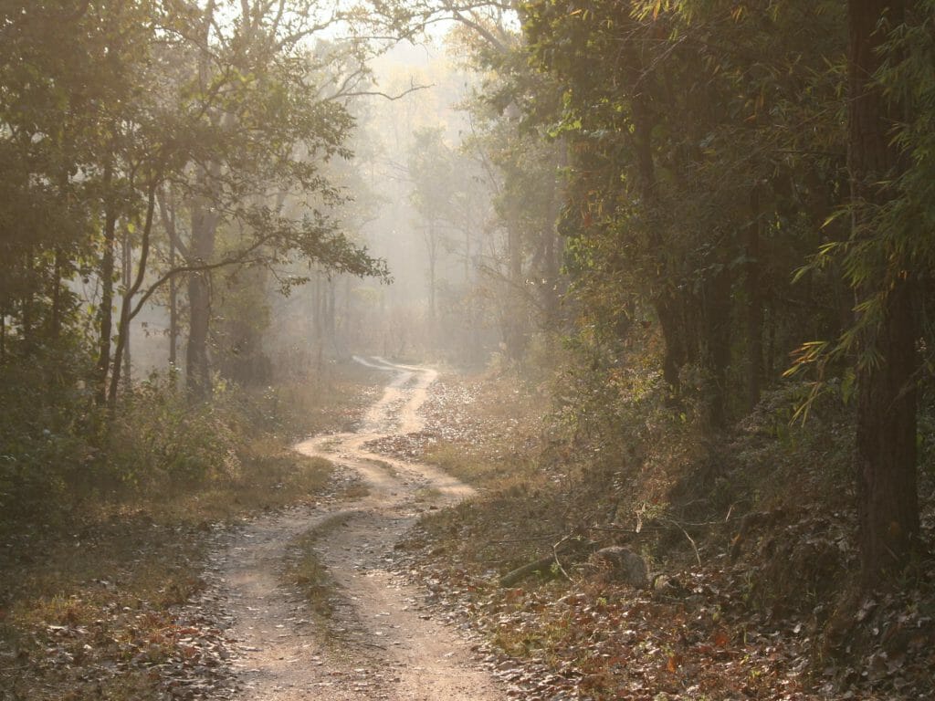 Kanha track, Kanha National Park, India