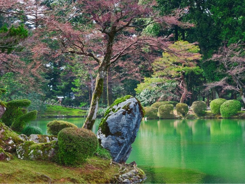 View across emerald water of Japanese garden, rmoss covered rocks in foreground and pink and green trees.