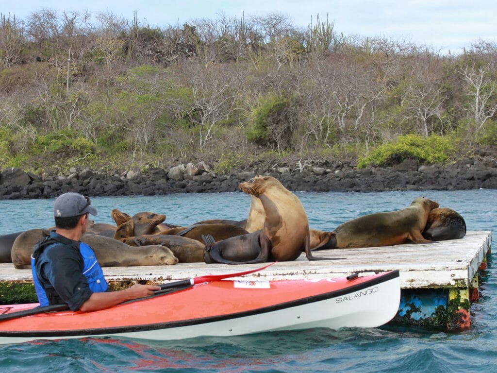 Kayaking, Isabela Island, Galapagos Islands