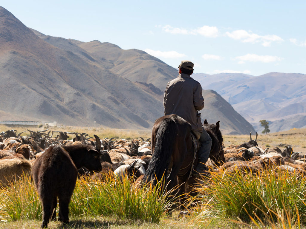 Kazakh herder with his livestock