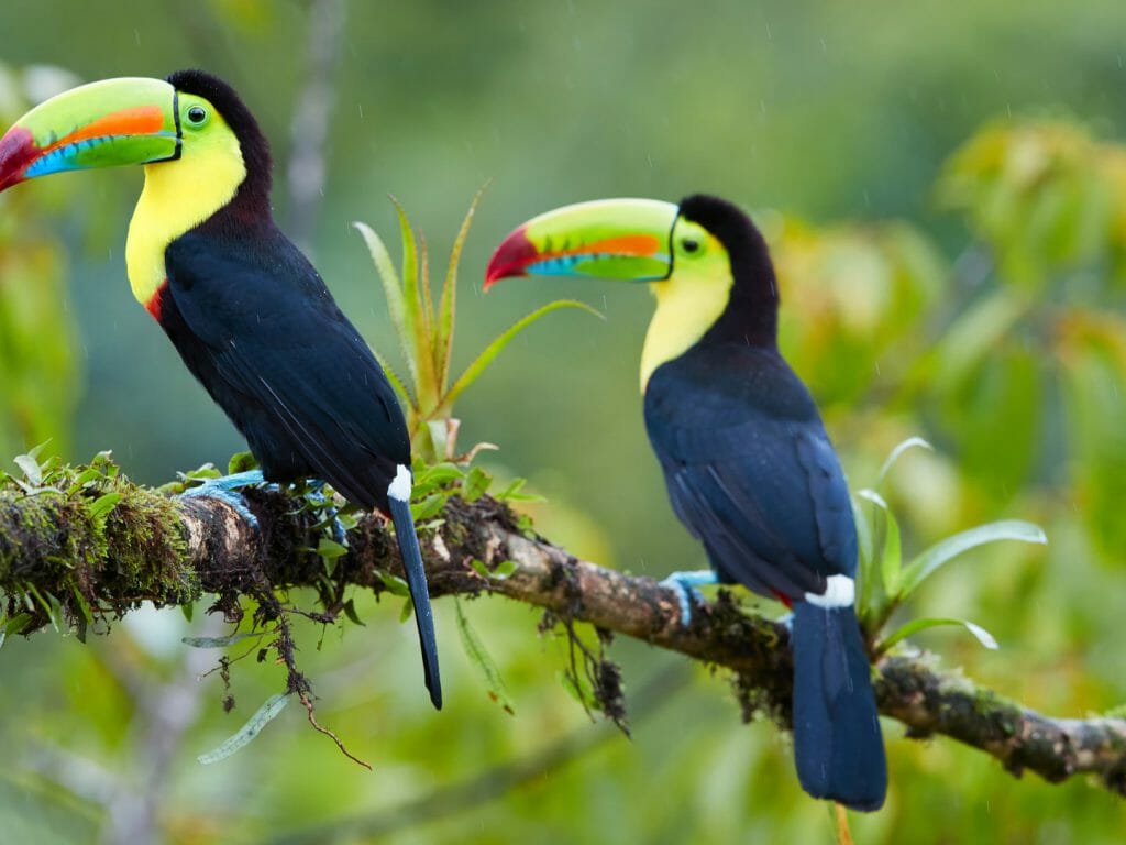 Keel-Billed Toucan, Belize