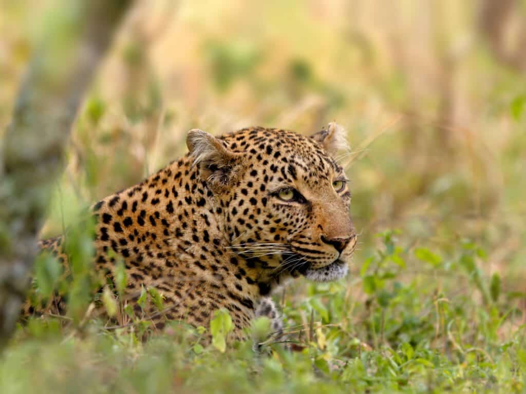 Kenya Leopard, Talek River in Masai Mara, Kenya