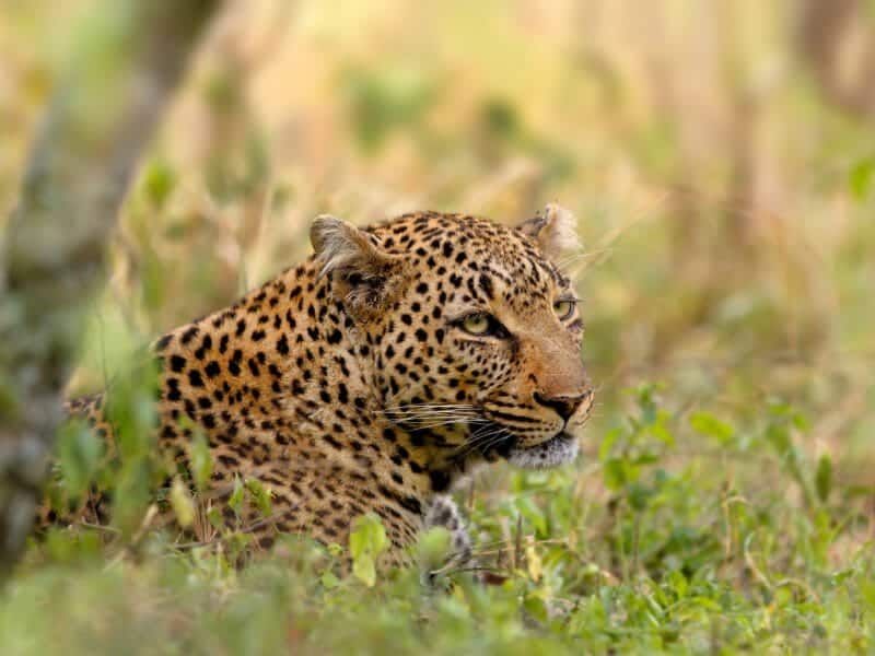 Kenya Leopard, Talek River in Masai Mara, Kenya