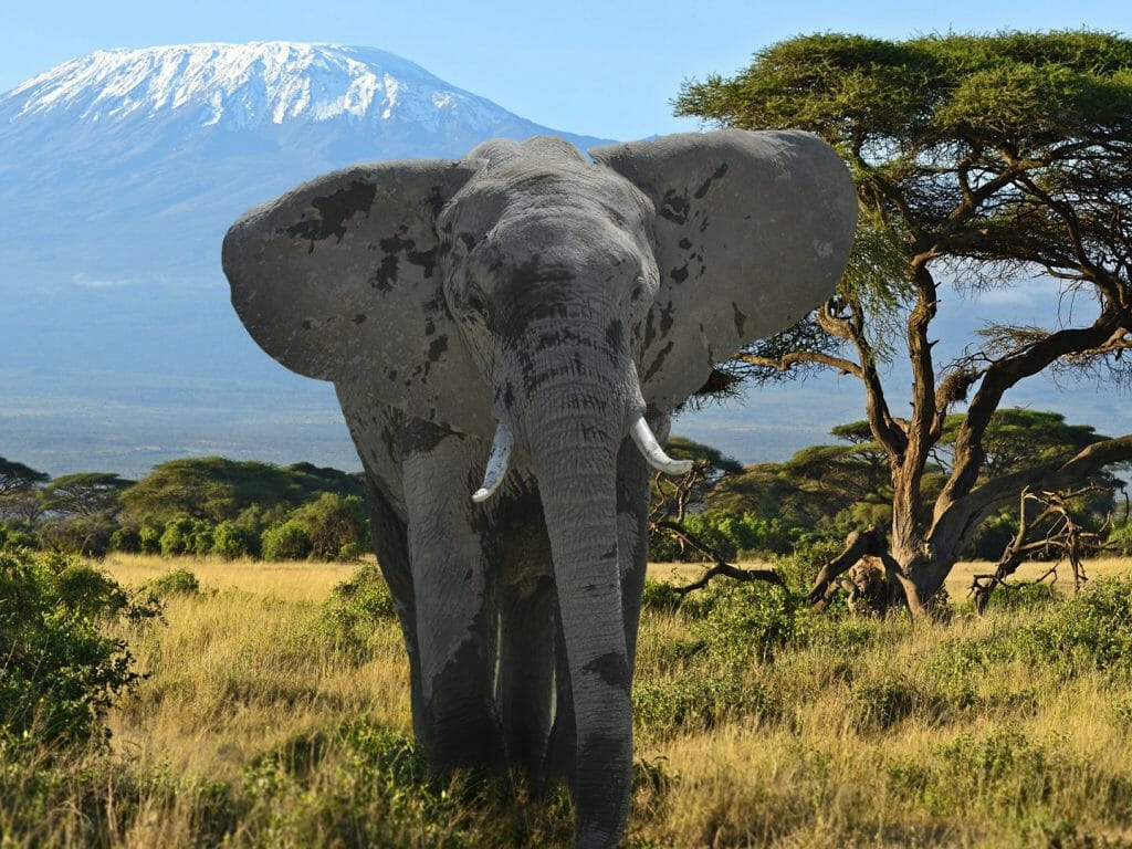 Kilimanjaro elephants in Amboseli National Park, Kenya