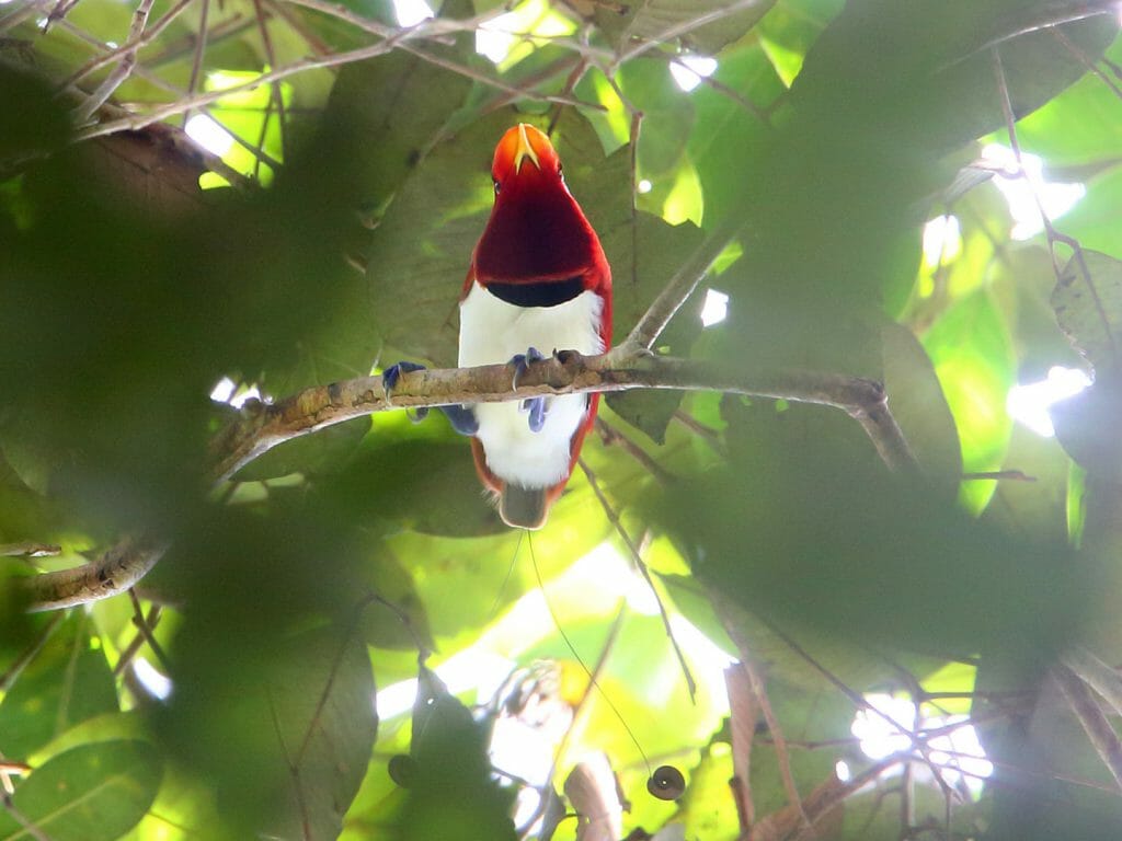 King bird of paradise (Cicinnurus regius) in Papua New Guinea