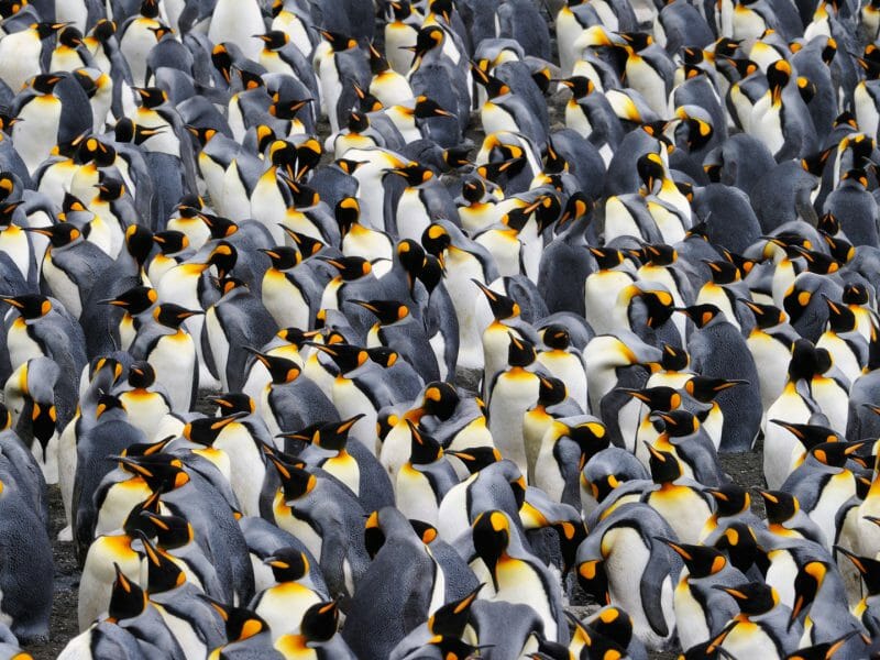 King Penguins, Antarctica
