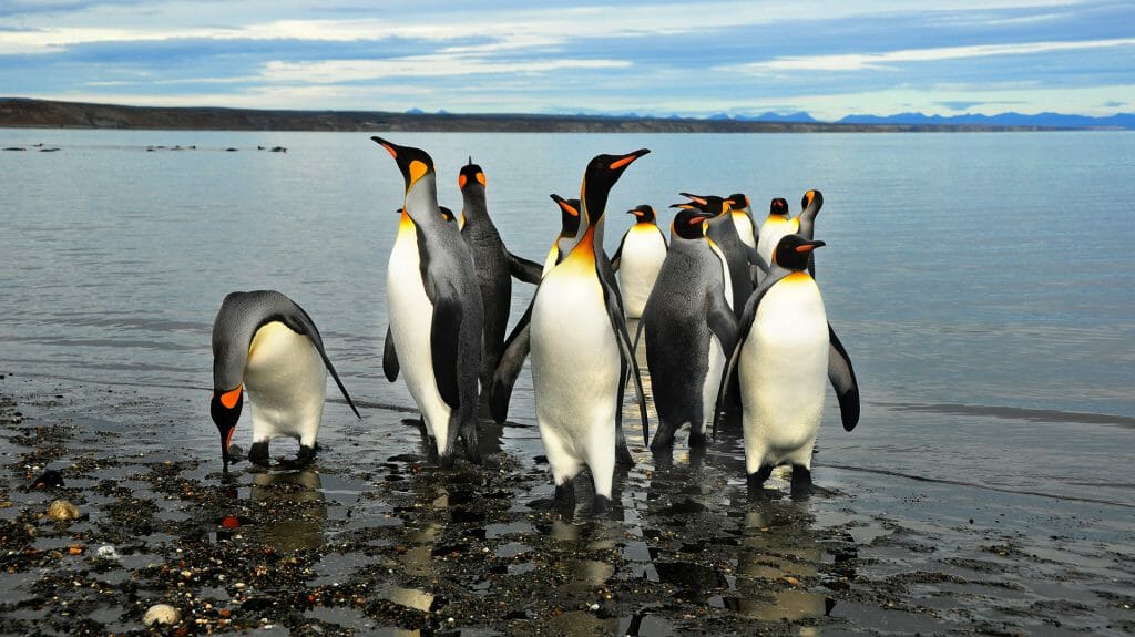 King Penguins in Tierra del Fuego, Patagonia, Chile