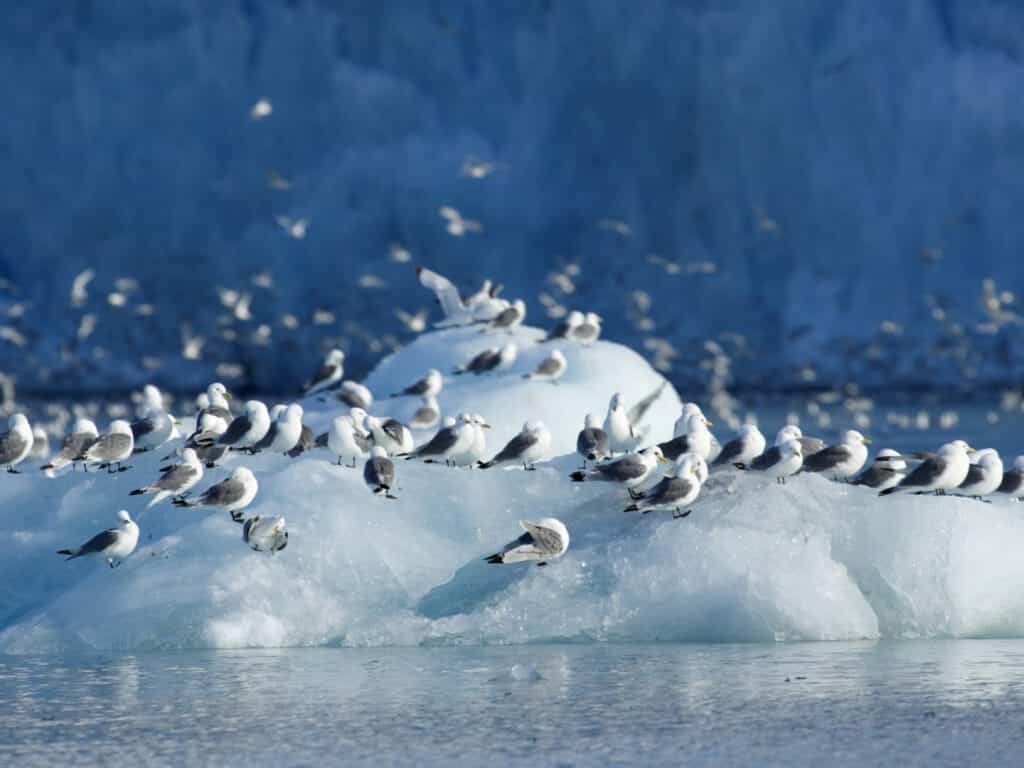 Kittwakes on Ice, Monaco Glacier, Svalbard