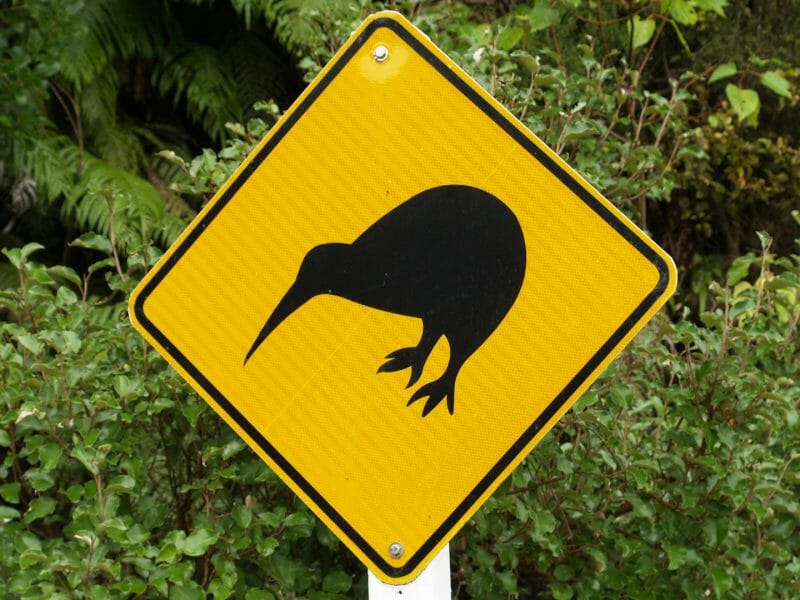 Yellow diamond shaped sign with a black kiwi shape on it.