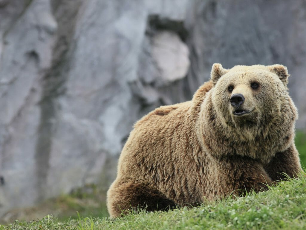 Kodiak Brown Bear, Kodiak Island, Alaska, USA