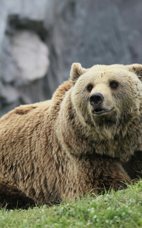 Kodiak Brown Bear, Kodiak Island, Alaska, USA