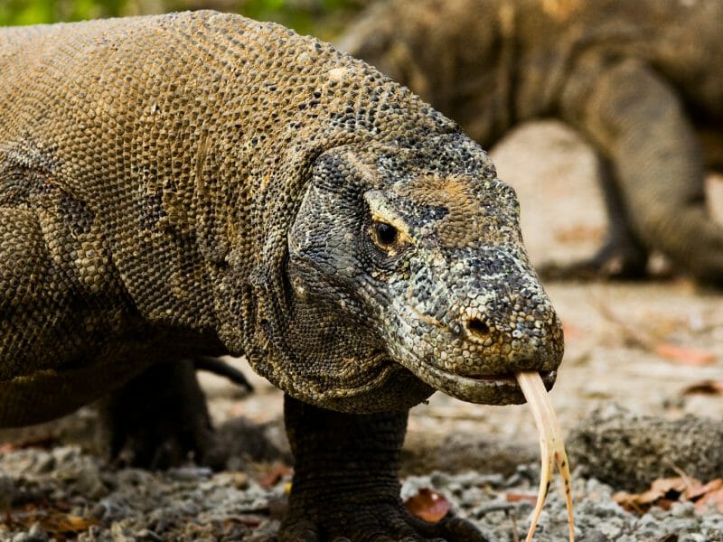 Komod Dragon, Komodo, Indonesia
