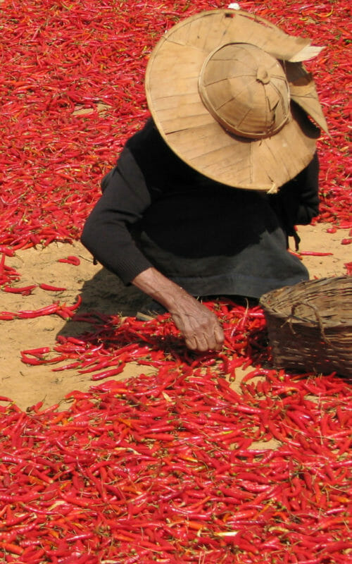 Lady Picking Chillies, Laos
