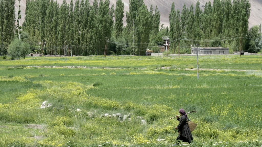 Lady walking across field, Ladakh, India