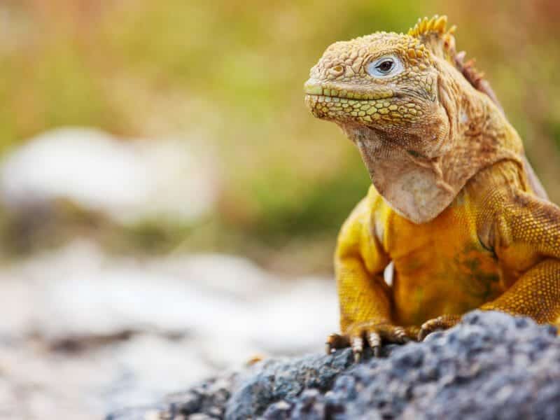 Land iguana, Galapagos Islands