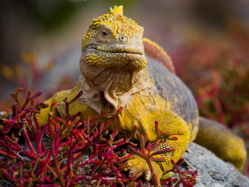 Land Iguana, Galapagos Islands