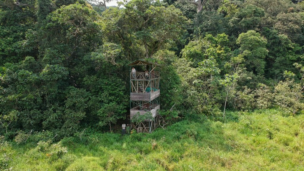 Langoue Bai Platform, Ivindo National Park, Gabon