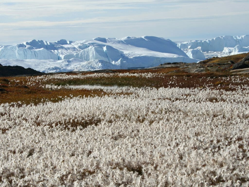 Summer Tundra, Greenland