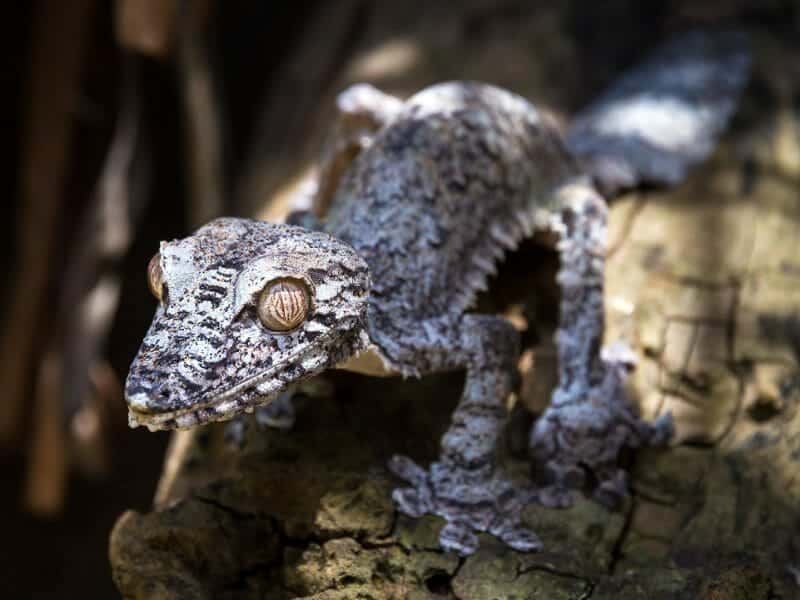 Leaf tailed Gecko, Andasibe Mantadia, Madagascar