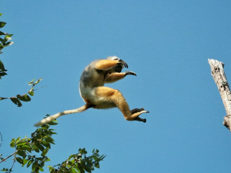 Leaping sifaka, Andasibe, Madagascar