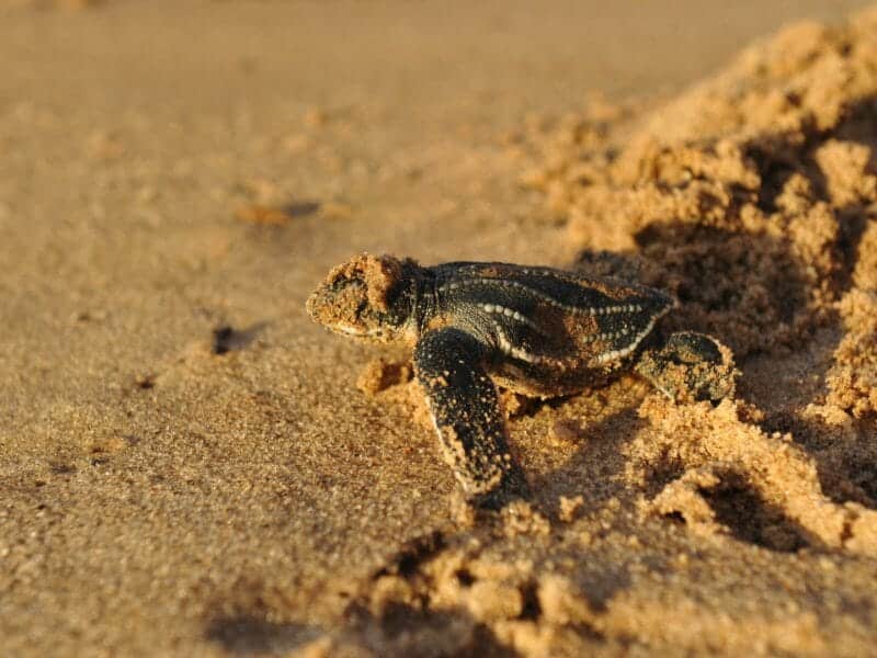 Leatherback turtle, Trinidad and Tobago, Caribbean