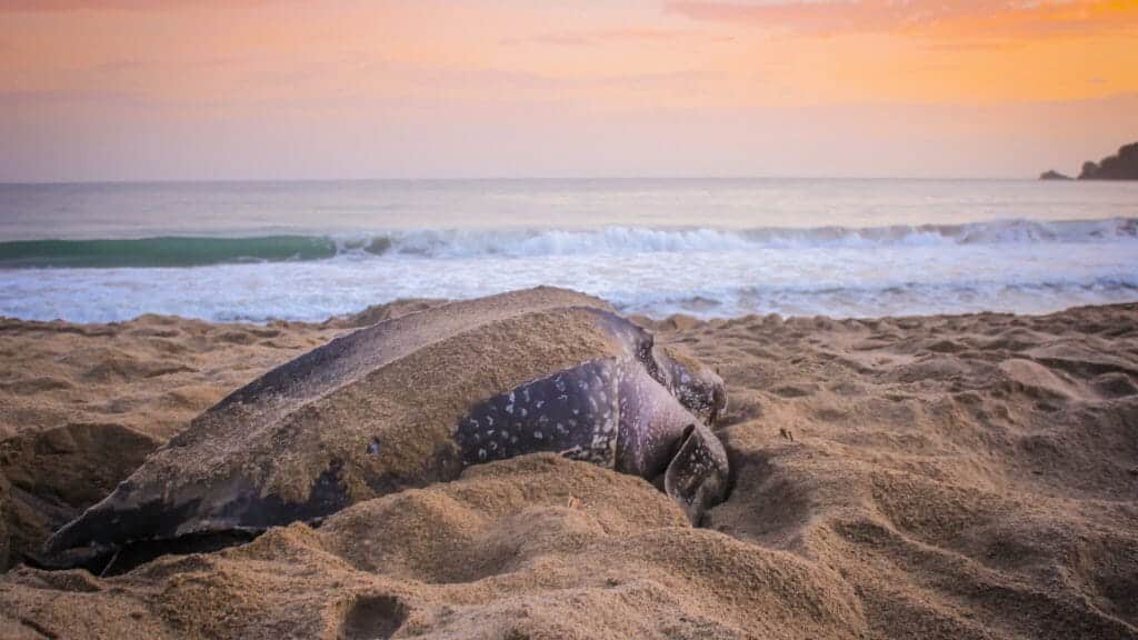 Leatherback Turtle on the Caribbean Coast