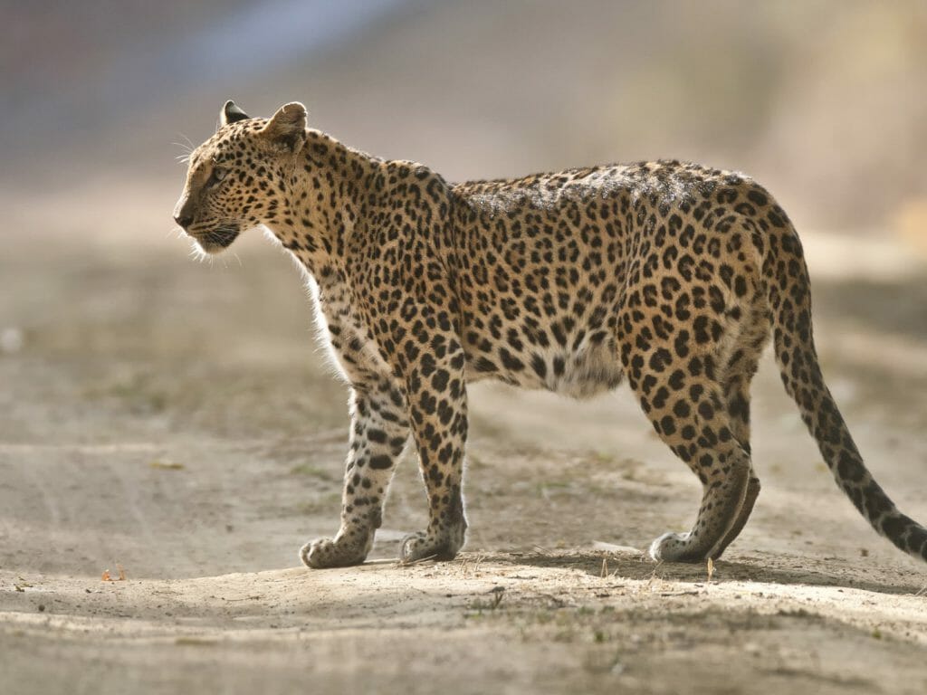 Leopard, Kanha National Park, India