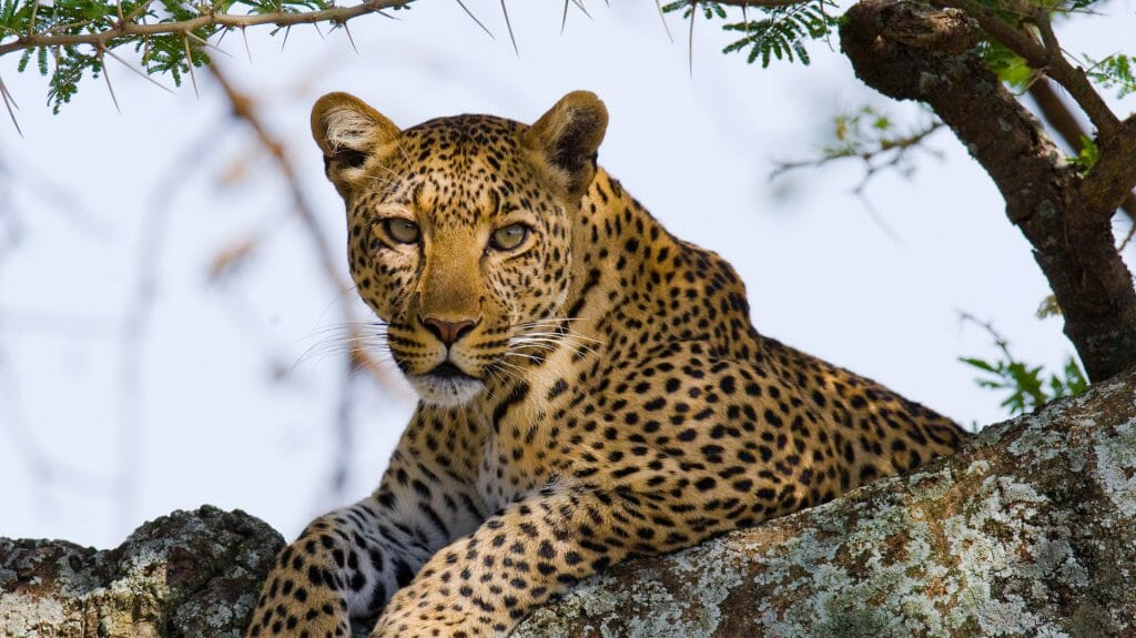 Leopard on the tree, Serengeti National Park, Tanzania
