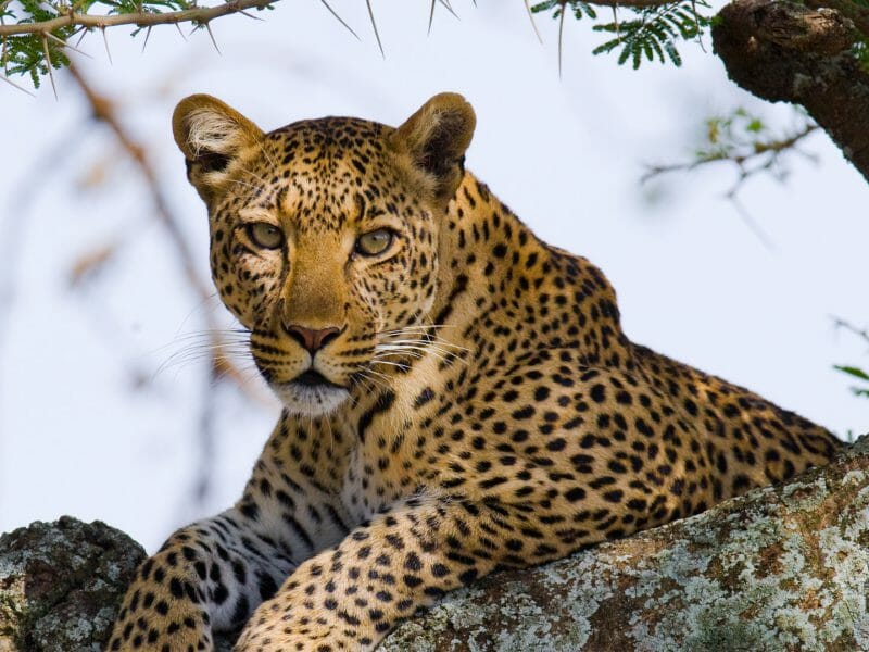 Leopard on the tree, Serengeti National Park, Tanzania